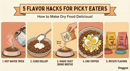 My Dog Won't Eat! 5 Hacks to Make Dry Food Delicious (Without Spending a Fortune)