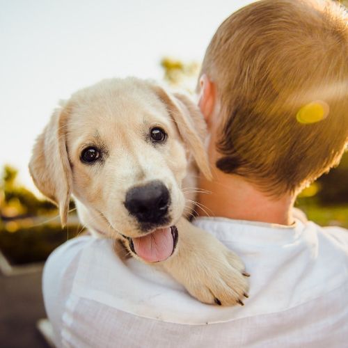 How to Be a Good New Dog Parent