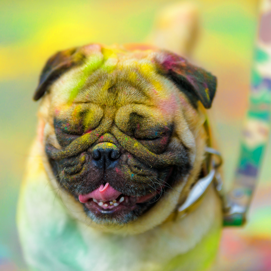 Holi with Dogs