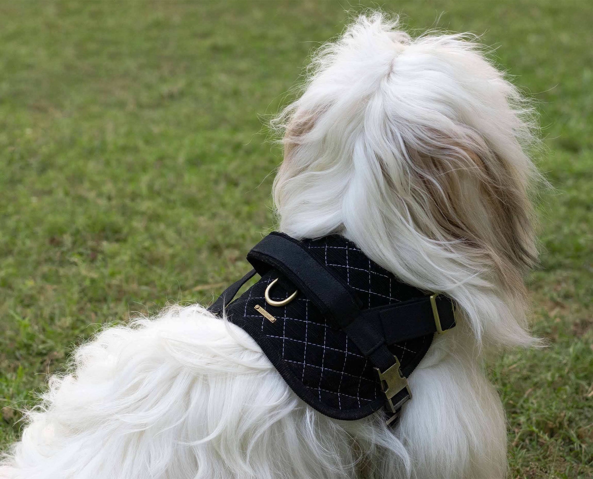 Luxury Designer Dog Collar & Leash White/Black Buckle Dior