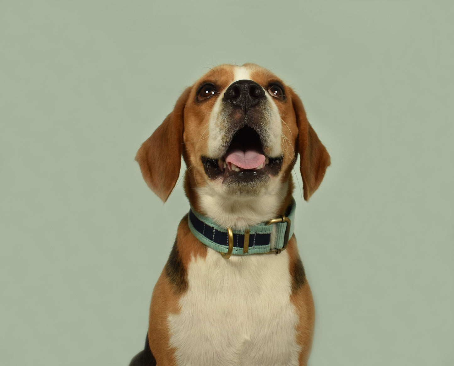 IndieGood Skin Friendly Corduroy Dog Collar
